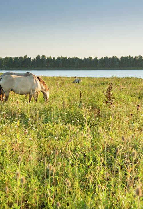Konikpaarden grazen in de Maasvallei