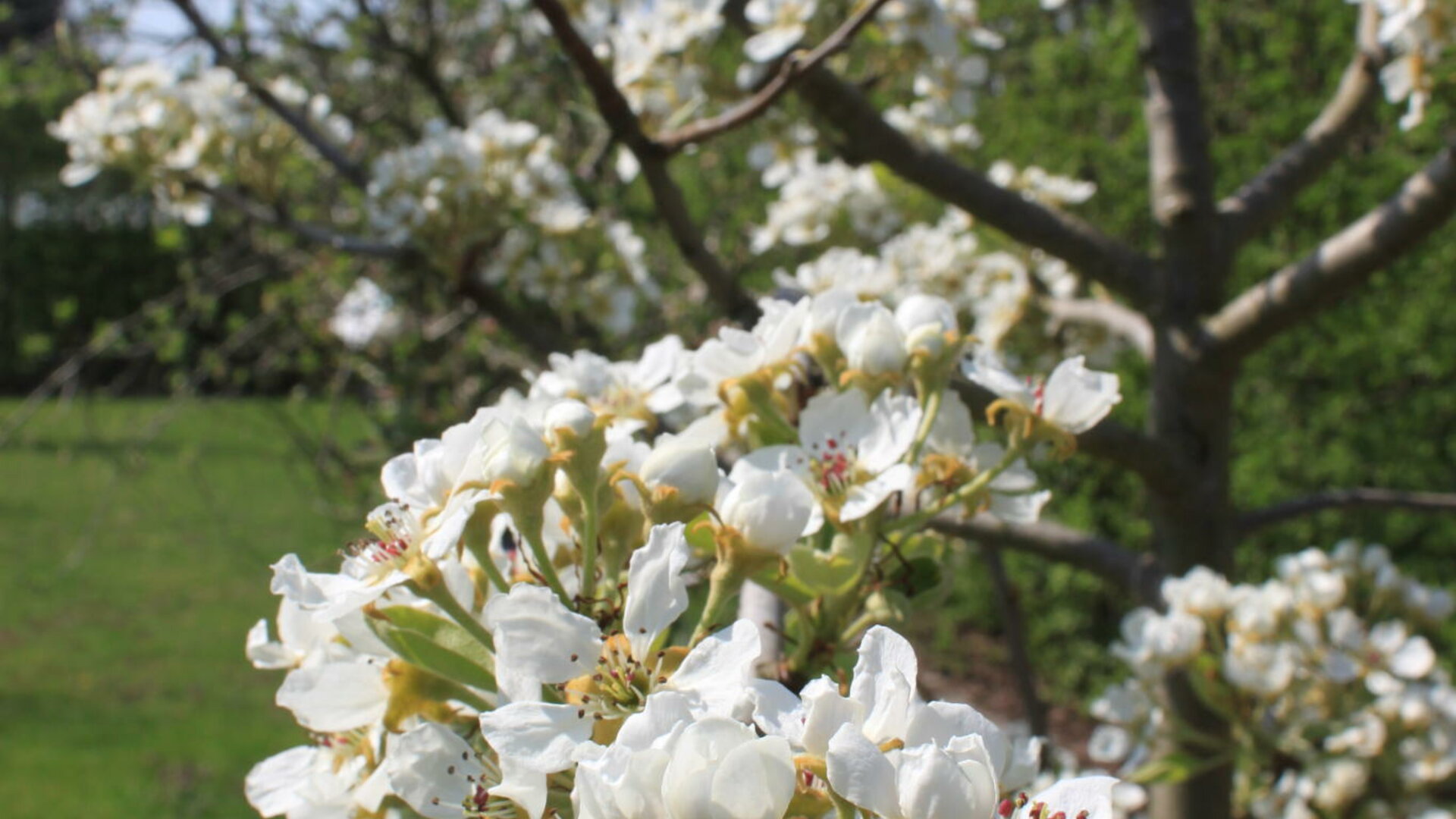 B&B Atuatuca - Tuin en boomgaard