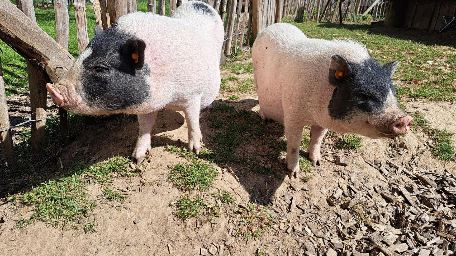 De Barrier - Dierenweide