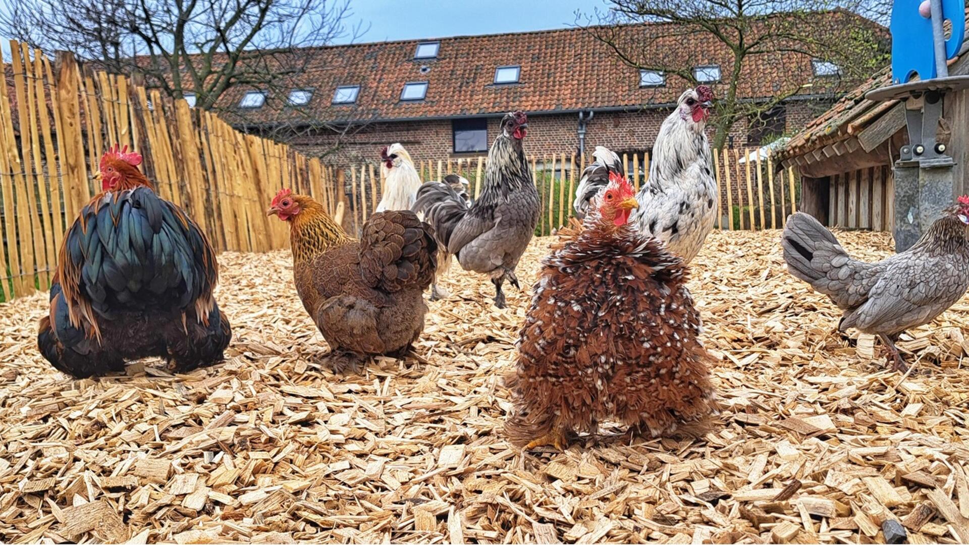 De Barrier - Neerhofdieren