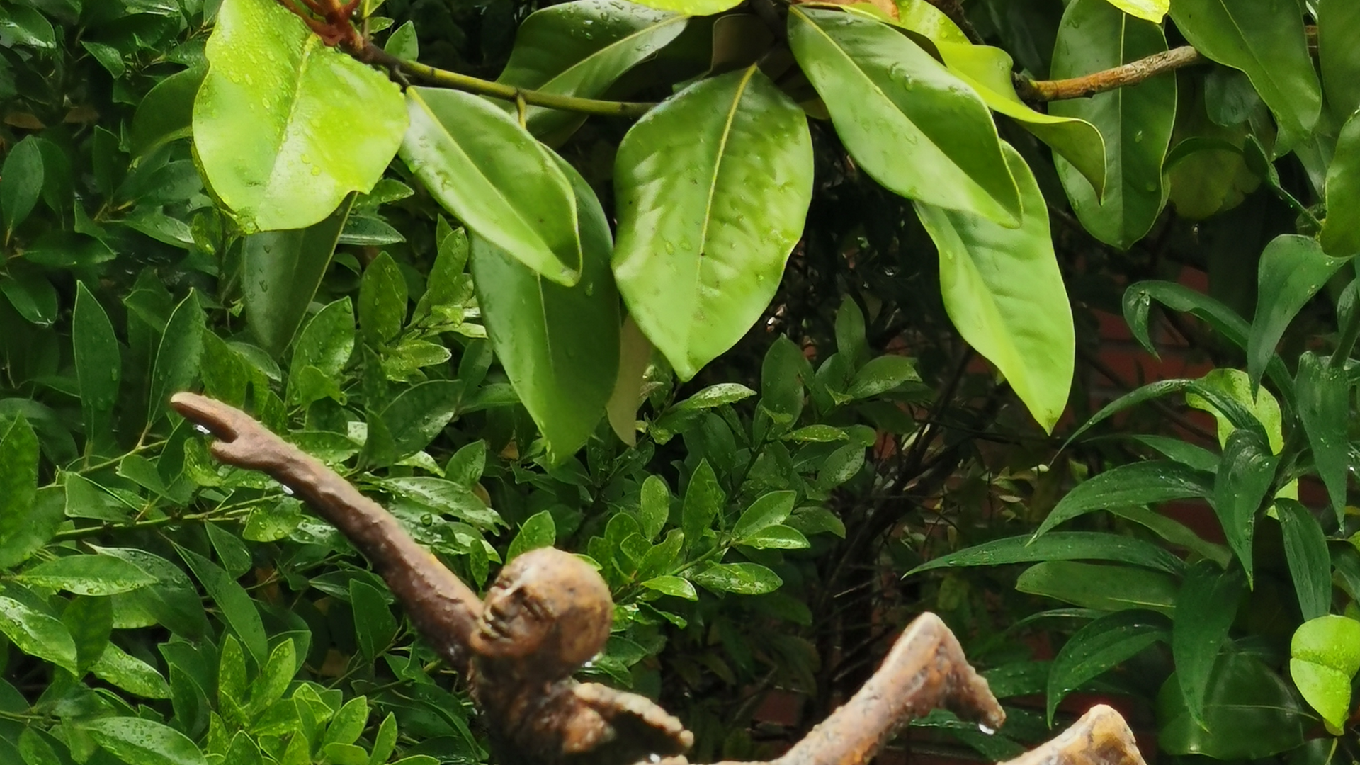 Terrakota - Kunst en planten
