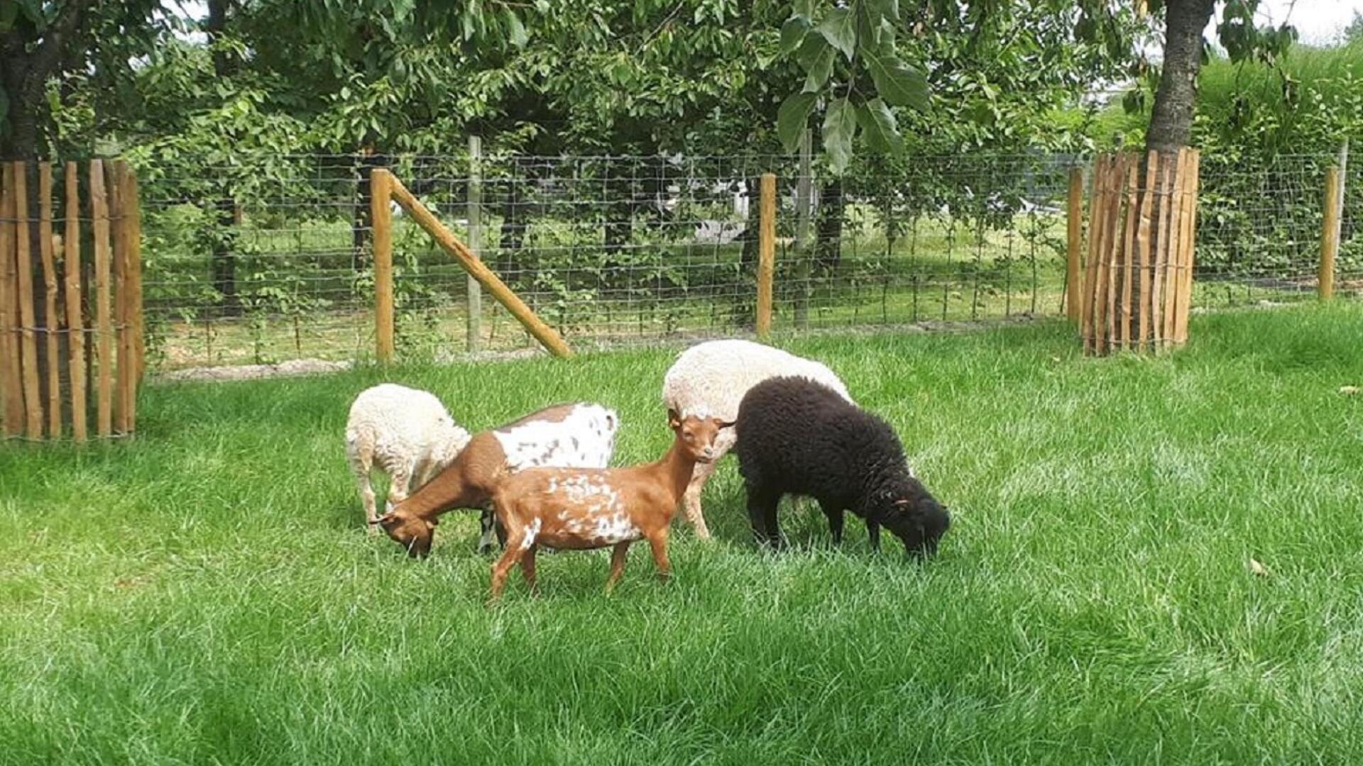Vakantiewoning De Bonderbei - Tuinbewoners