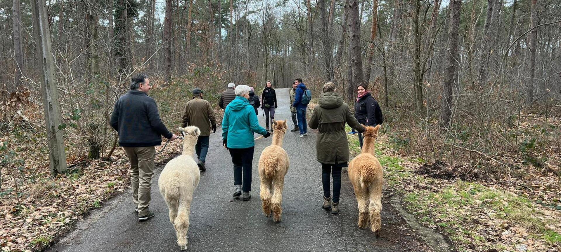 Alpaca Reckheim: wandelingen, teambuildings, ontbijt/lunch, boerengolf en therapiesessies. - Alpacawandeling