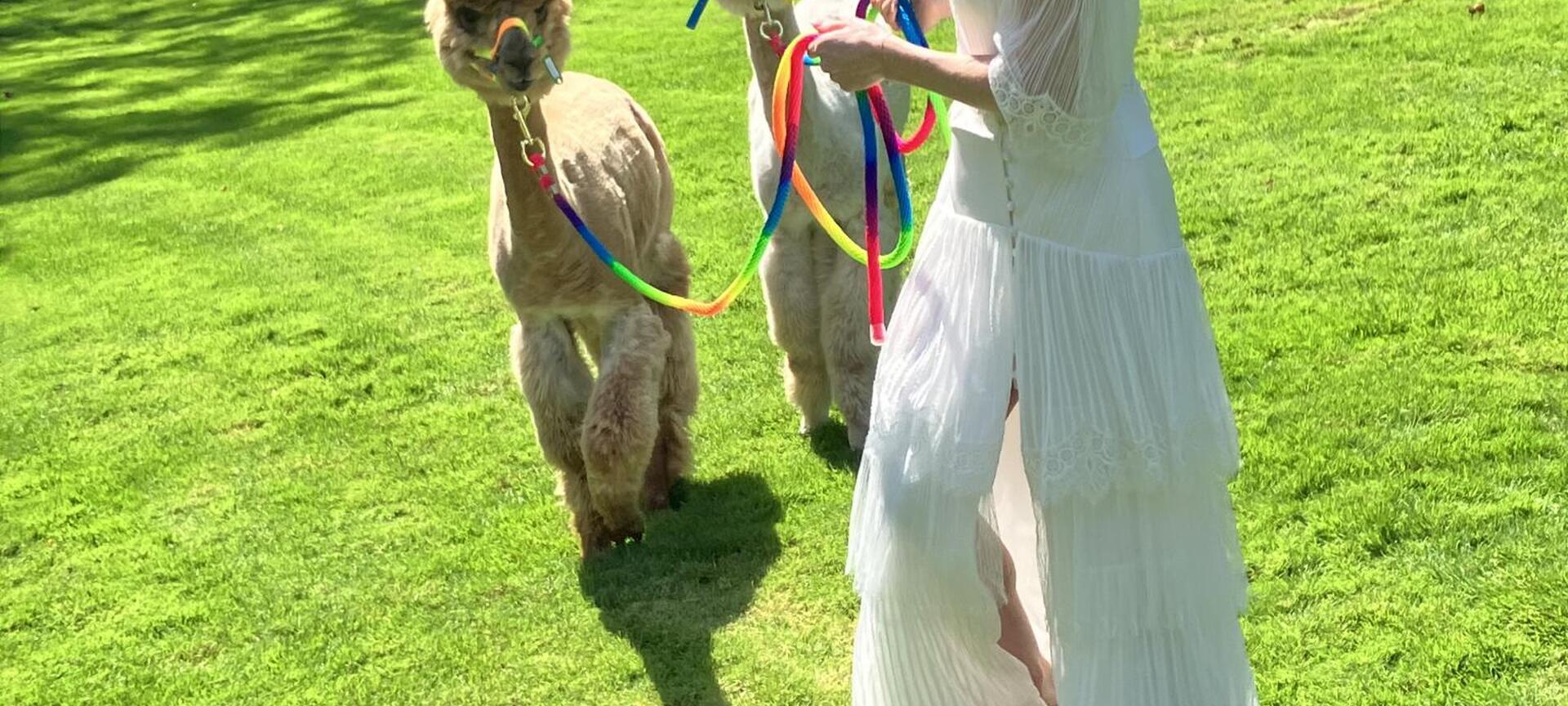 Alpaca Reckheim: wandelingen, teambuildings, ontbijt/lunch, boerengolf en therapiesessies. - op bezoek bij bruiloft