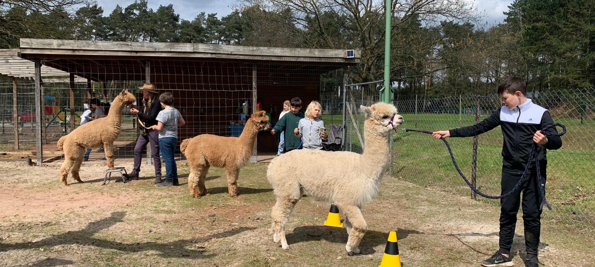 Alpaca Reckheim: wandelingen, teambuildings, ontbijt/lunch, boerengolf en therapiesessies. - obstacle course with alpaca’s?