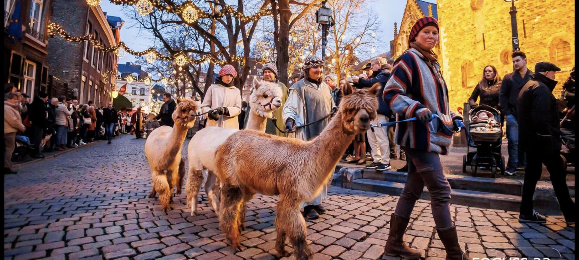 Alpaca Reckheim: wandelingen, teambuildings, ontbijt/lunch, boerengolf en therapiesessies. - meelopen tijdens de 3 koningenstoet van Maastricht