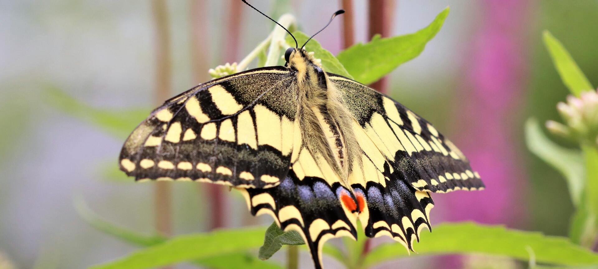 BioDrome en Vlindertuin Lieteberg - Vlindertuin - Koninginnepage