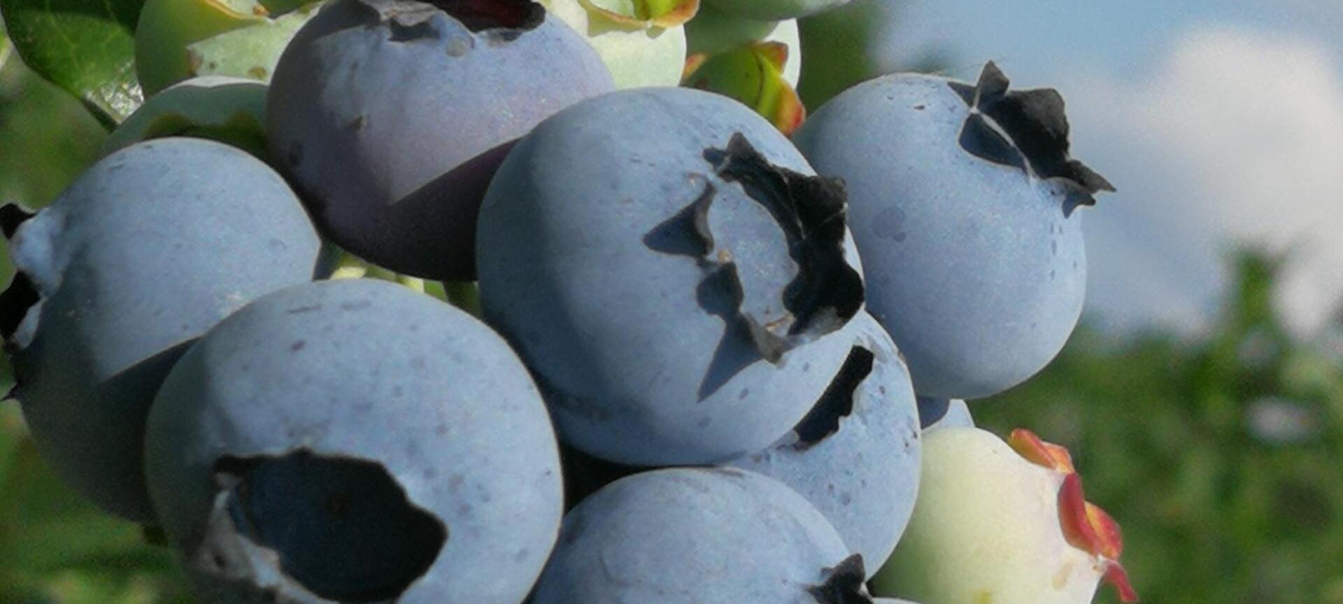Blauwe Bessen Schrijnwerkers - blauwe bessen