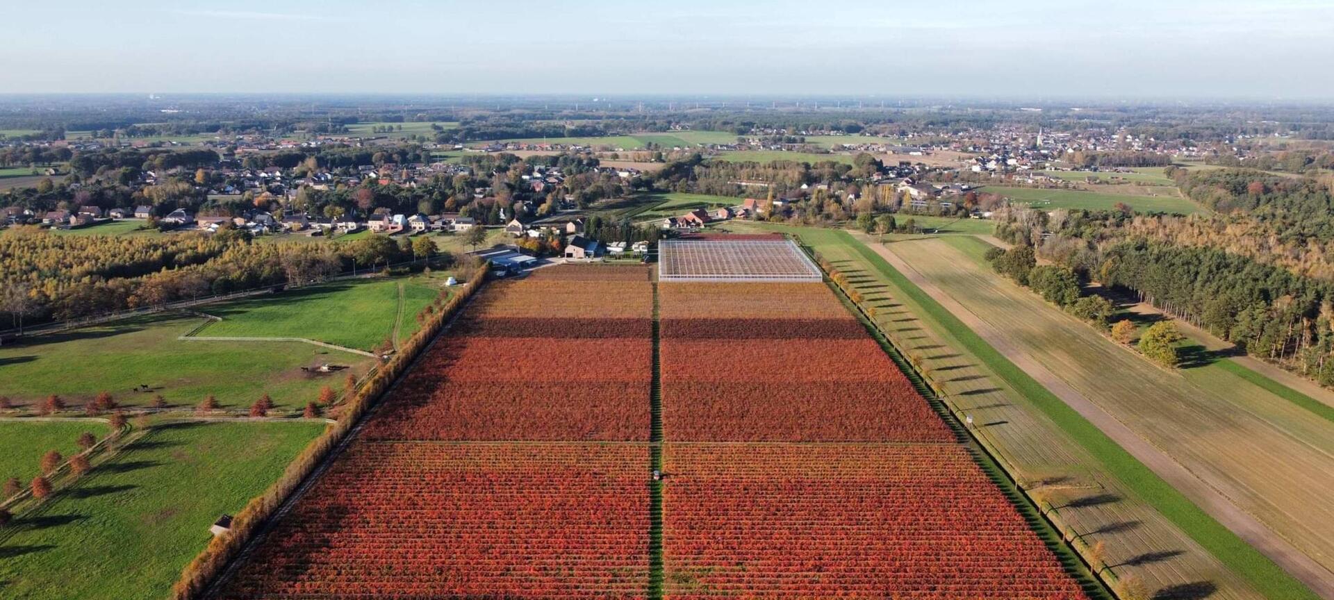 Blauwe Bessen Schrijnwerkers - luchtfoto plantage