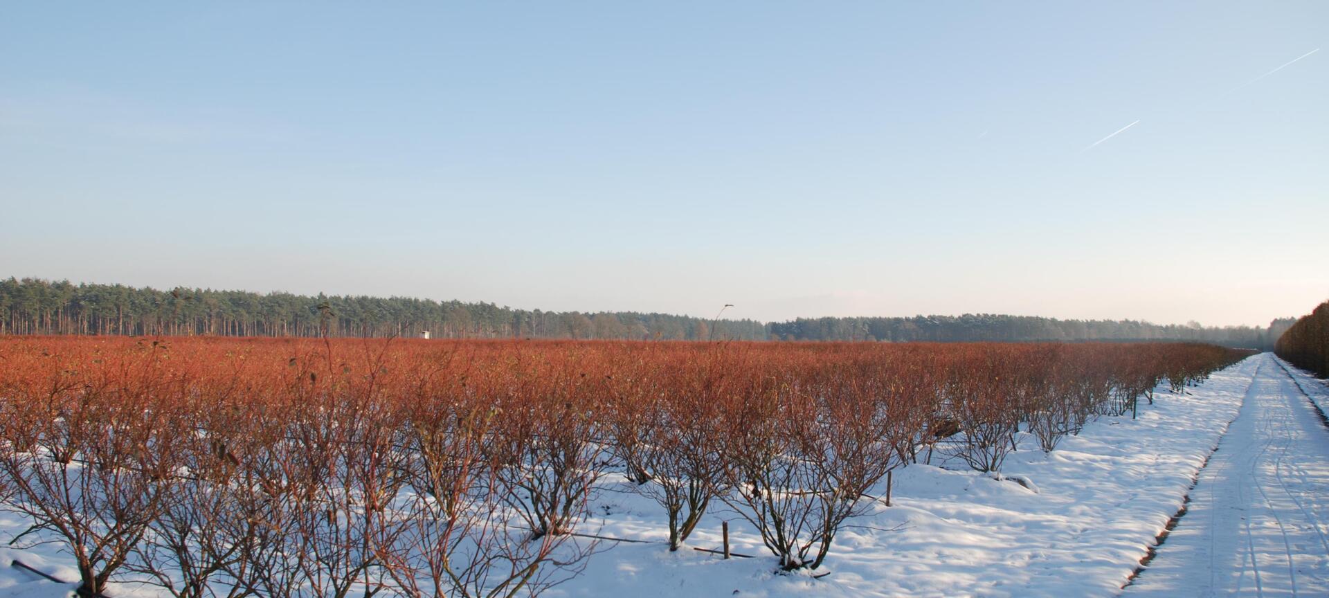 Blauwe Bessen Schrijnwerkers - Winter