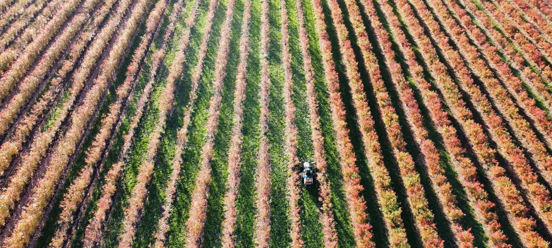 Blauwe Bessen Schrijnwerkers - plantage