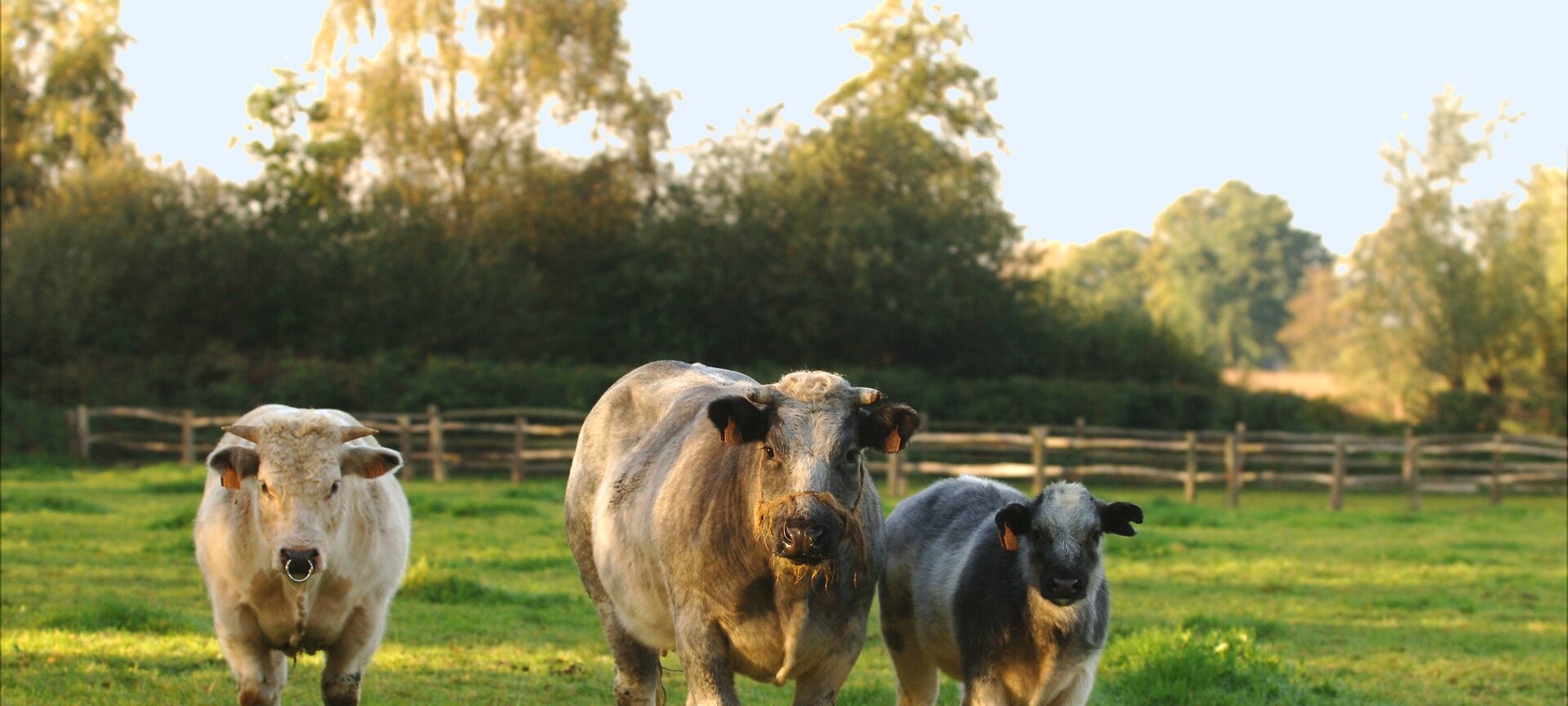 De Groote Heide: Wandelgebied Kolis - Kolis