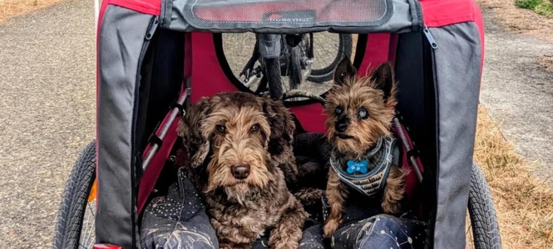 Fietsen met je hond in Haspengouw | E-bike verhuur Haspengouw bij Fietsen door Limburg - Hondenkar met hondjes