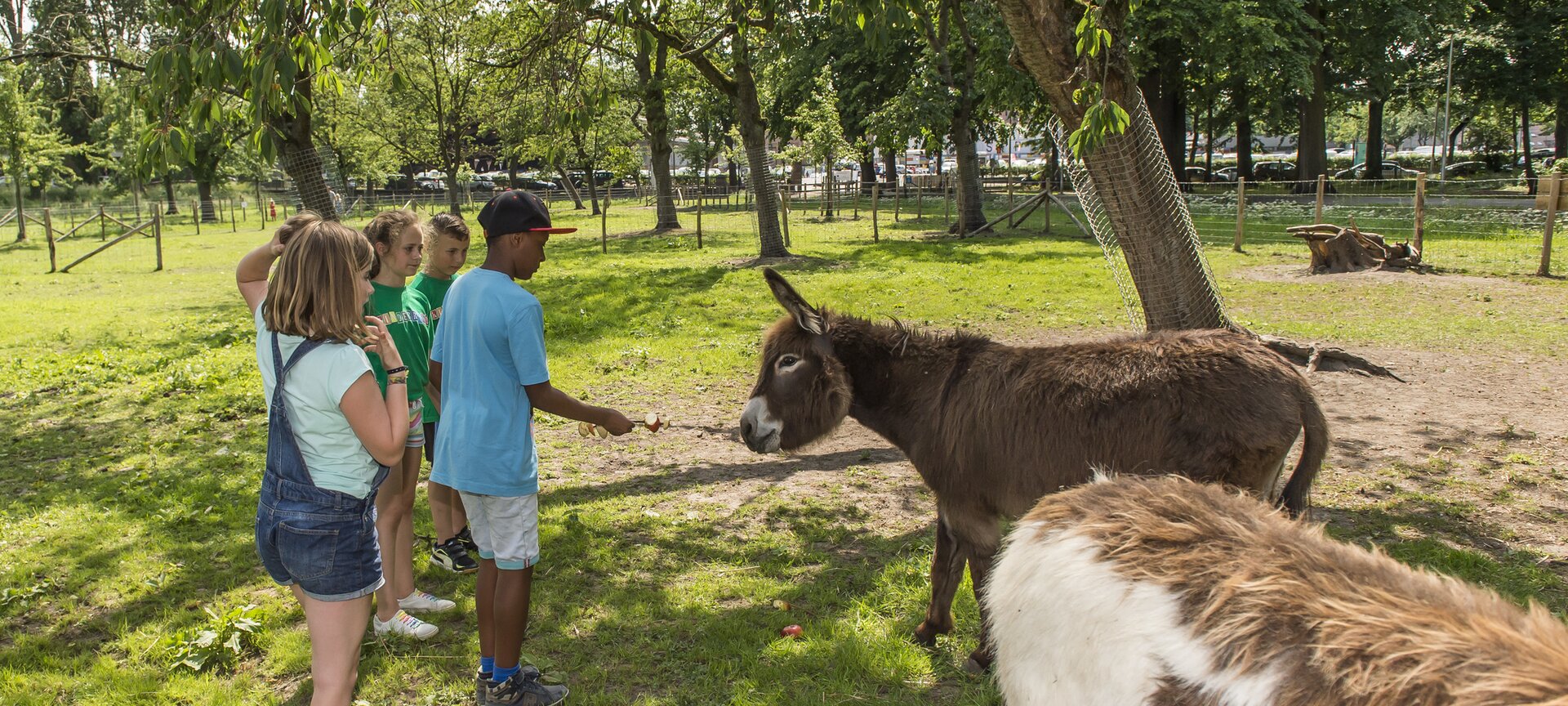 Kasteeldomein 't Speelhof - Knuffelen met de dieren
