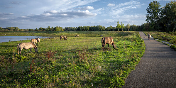 Wild Konik horses grazing on the banks of the Meuse river