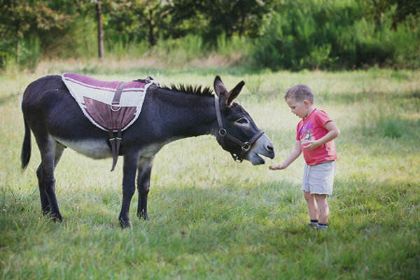 Jongen geeft een stuk appel aan een ezel in Bosland
