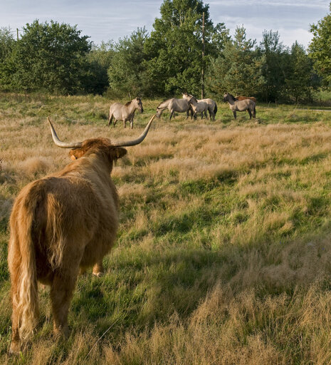 Gallowayrunderen en konikpaarden in Bergerven